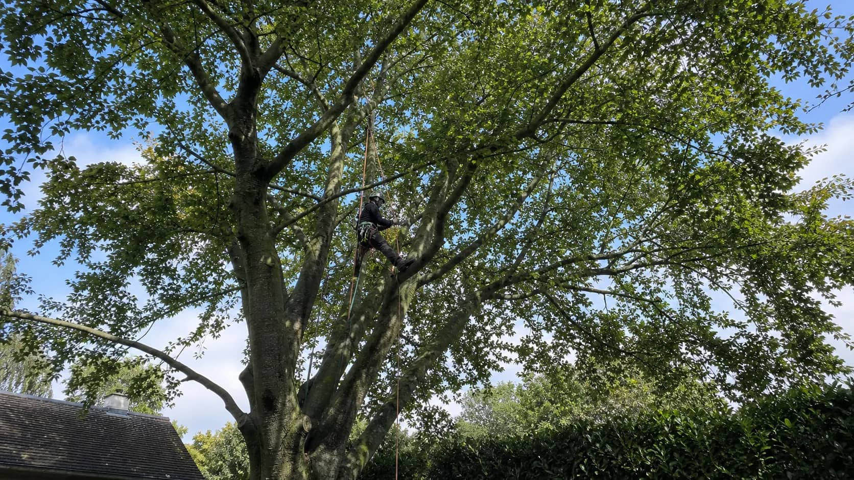 Boomverzorger aan klimtouwen tussen de takken van een volwassen boom