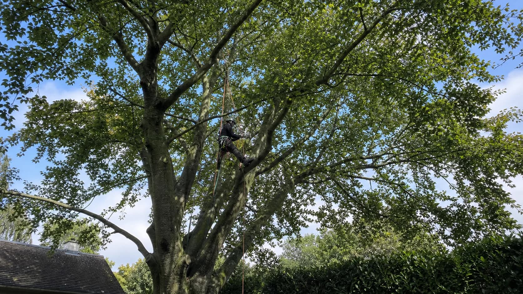 Boomverzorger aan klimtouwen tussen de takken van een volwassen boom