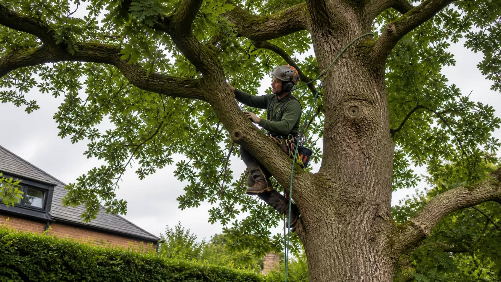 Boomverzorger aan klimtouwen tussen de takken van een volwassen eik