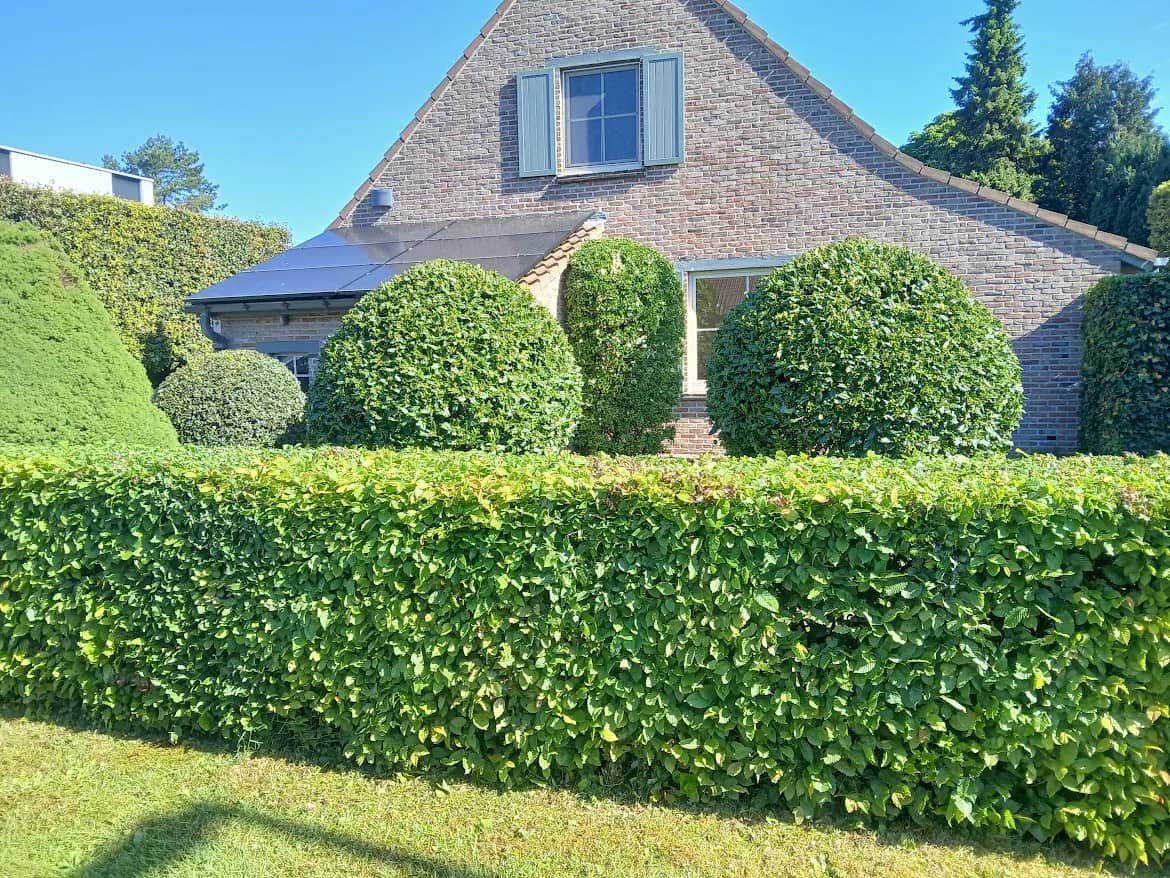 Verzorgde hagen rond een woning