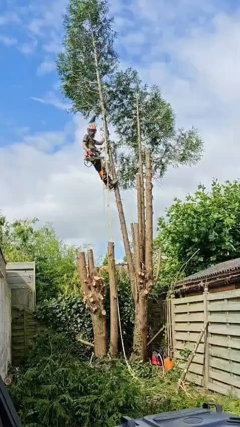 Kristof werkt gezekerd in een hoge boom