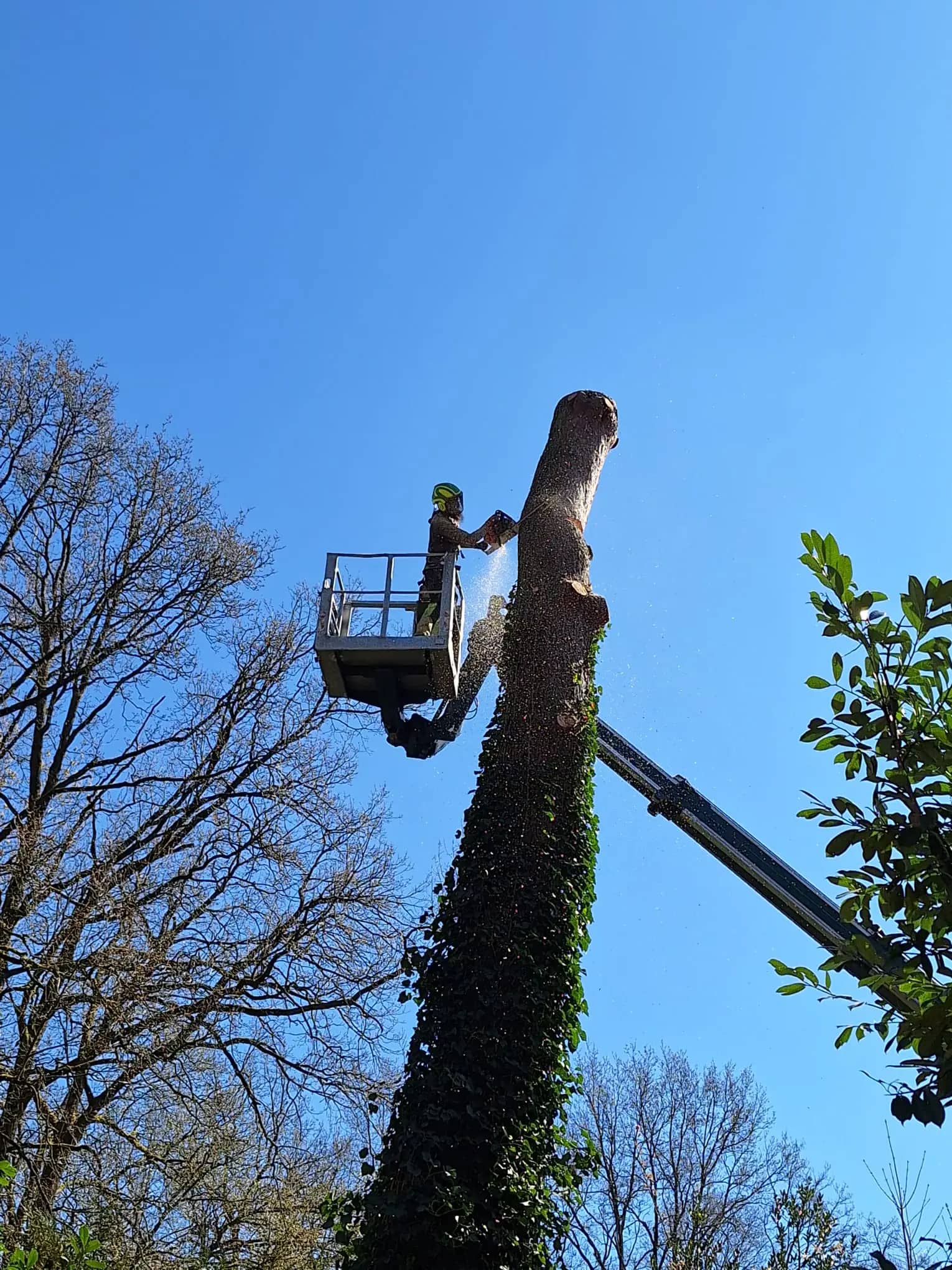 Boomverzorger zaagt een stamdeel vanuit de korf van een hoogtewerker