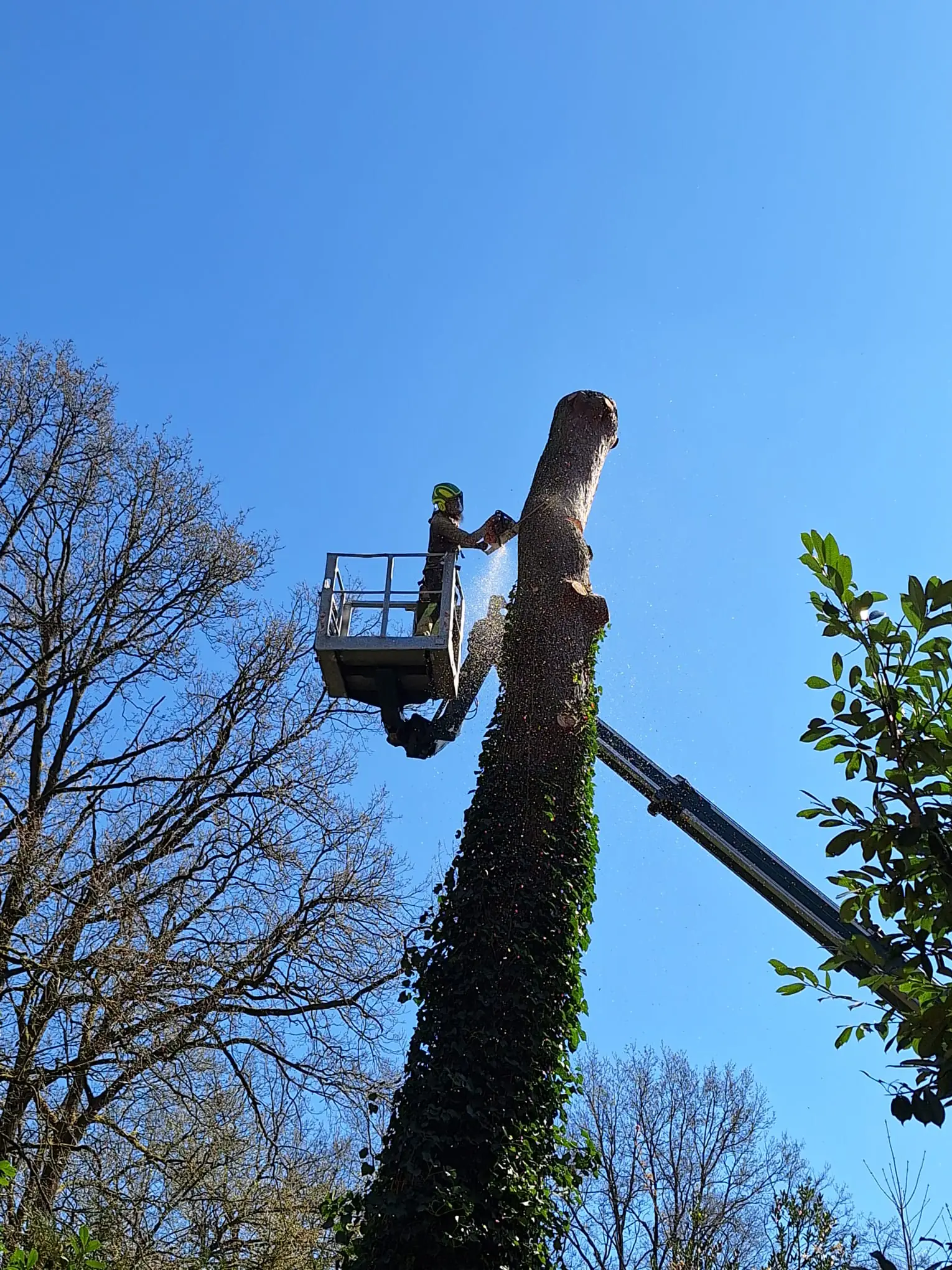Gecontroleerd boomwerk vanuit een hoogwerker