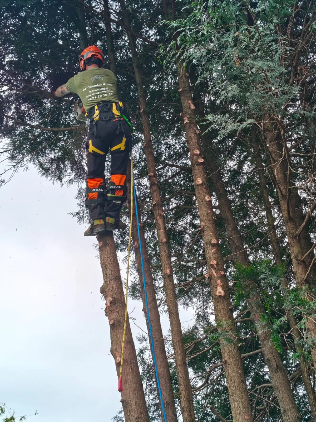 Kristof verzorgt een hoge boom met klimtouwen